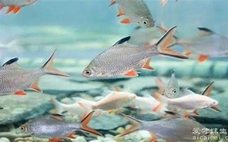 梦见鱼5种征兆要发财(梦见好几条鱼是什么预兆)