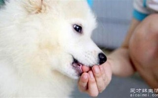 梦见被狗狗咬(梦见狗狗咬着我的衣服不放)