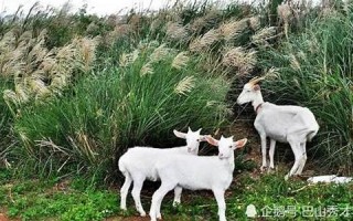 张冠李戴猜一个生肖(张冠李戴这个成语是什么意思)