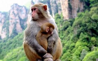 属猴和什么属相最配、相克(属猴和什么属相最配) 属猴和什么属相最配、相克(属猴和什么属相最配)