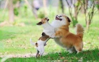 周公解梦梦见狗咬我(周公解梦梦见狗咬我屁股不放)