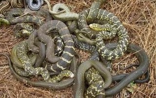 做梦梦见很多蛇(女人睡觉梦见蛇是好是坏) 做梦梦见很多蛇(女人睡觉梦见蛇是好是坏)