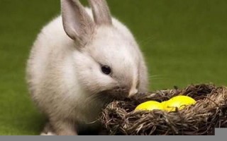 2021年属兔人的全年运势(2021年属兔人全年运势完整版) 2021年属兔人的全年运势(2021年属兔人全年运势完整版)