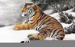 属虎今年几岁了(1998属虎最忌几月出生) 属虎今年几岁了(1998属虎最忌几月出生)