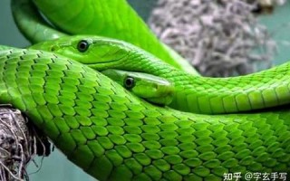 梦到蛇是什么征兆 女性(梦到蛇是什么征兆 女性已婚)