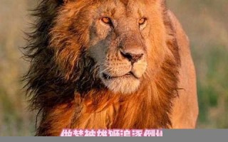 梦见狮子追我(梦见狮子追我是什么预兆)