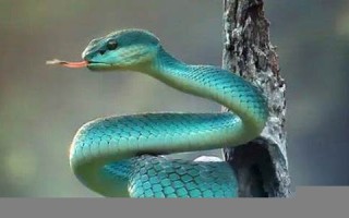 女人梦见蛇是什么预兆(周公解梦梦见蛇是什么意思)