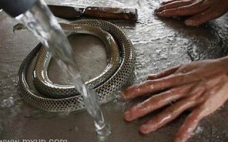 周公解梦梦见杀蛇(周公解梦梦见杀蛇是什么预兆 女性)