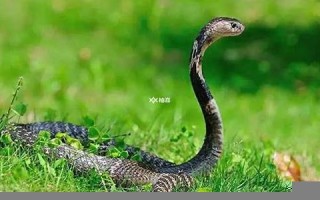 属蛇的今年多大(属鸡的今年多大) 属蛇的今年多大(属鸡的今年多大)