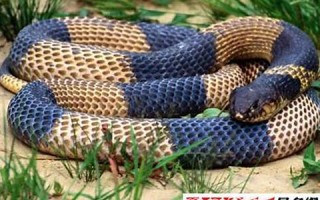 女人梦见蛇(女人梦见蛇是好事还是坏事) 女人梦见蛇(女人梦见蛇是好事还是坏事)