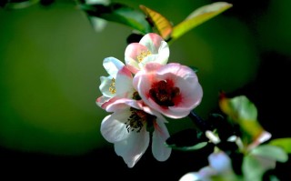 2013年4月12日(2013年4月12日黄金价格)