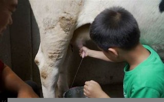 挤牛奶暗示什么意思(挤牛奶是什么)