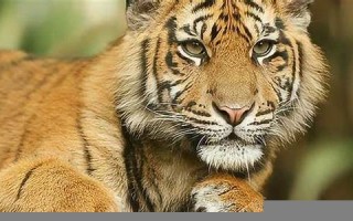 梦见老虎是什么预兆(梦见老虎追咬是吉兆)