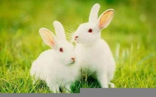属兔的今年多大了(属猴的今年多大了) 属兔的今年多大了(属猴的今年多大了)
