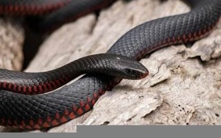 做梦梦见蛇(怎么都甩不掉)