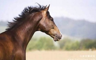 属马人2020年下半年运势及运程(属马人2020年下半年运势及运程详解) 属马人2020年下半年运势及运程(属马人2020年下半年运势及运程详解)