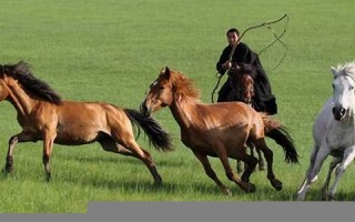 1954年属什么生肖(出生1954年属什么生肖)