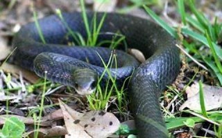 梦见很多蛇代表什么(梦见很多蛇代表什么寓意)