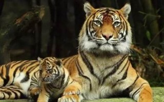 属虎2024年的运势及运程(属虎2024年的运势及运程1986年女)