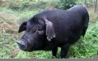 梦见黑猪(梦见黑猪是怎么回事)