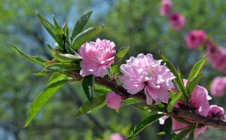 5月11日(5月11日后100天是几号)