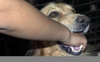 被狗咬(狗被咬了怎么处理好) 被狗咬(狗被咬了怎么处理好)