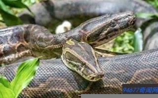 梦见大蛇是什么预兆(男人梦见大蛇是什么预兆) 梦见大蛇是什么预兆(男人梦见大蛇是什么预兆)