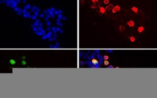 ab型血人的性格特点(AB型血人的性格特点及婚姻)