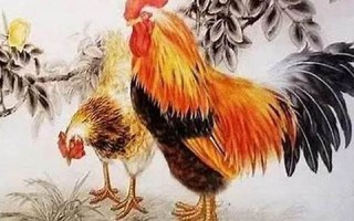 属鸡的和什么属相最配、相克(相克03年) 属鸡的和什么属相最配、相克(相克03年)