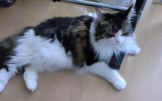 2013年1月28日(2013年1月28日属什么生肖)