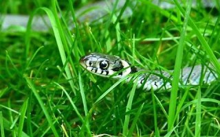 做梦梦见蛇好吗(做梦梦见蛇好吗还把蛇打死了)