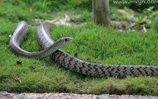 梦到被蛇咬是什么意思(梦到自己被蛇咬了是什么征兆)