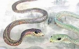 属蛇的命运(属蛇人2025年全年运势如何) 属蛇的命运(属蛇人2025年全年运势如何)