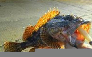 2011年11月1日(2011年11月1日贵州爆炸案)