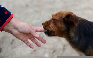 梦见狗咬手(梦见狗咬手了还有伤口) 梦见狗咬手(梦见狗咬手了还有伤口)