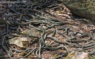 周公解梦梦见很多蛇(周公解梦梦见很多蛇还被蛇咬了)