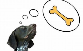 梦到狗(梦到狗往身上扑意味着什么)