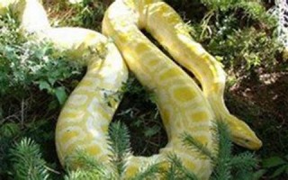 做梦蛇缠身(做梦蛇缠身是怎么回事)