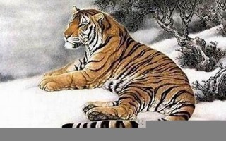 属虎(属虎人2025年全年运势运程)