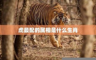 谁与争锋是什么生肖(谁与争锋是什么生肖答案)
