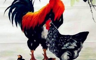 2022年属鸡人的全年运势(2022年属鸡人的全年运势大家找算命网)