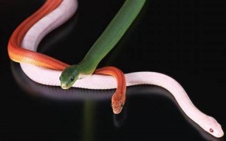 梦见多条蛇(梦见多条蛇缠身是什么预兆)