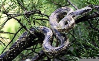 梦见蛇是什么意思 周公解梦(做梦被蛇咬了预示着什么周公解梦) 梦见蛇是什么意思 周公解梦(做梦被蛇咬了预示着什么周公解梦)