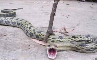 梦见自己打死蛇(孕妇梦见自己打死蛇)