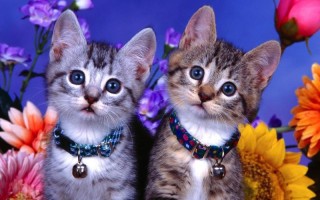 2017年3月26日(2017年12月23日)